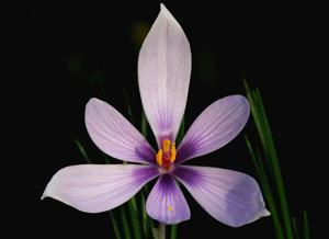 Crocus cartwrightianus