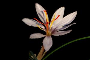 Crocus cartwrightianus