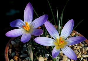 Crocus versicolor