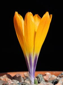 Crocus scardicus
