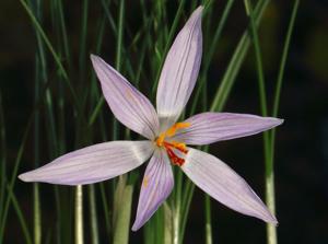 Crocus oreocreticus
