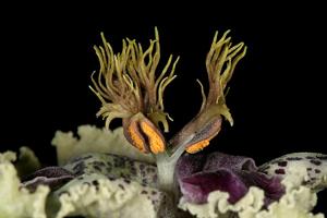 Ferraria densepunctulata