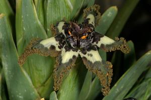 Ferraria crispa