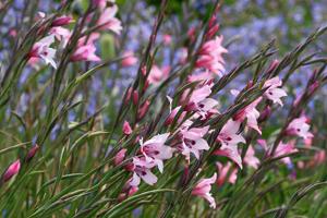 Gladiolus carneus