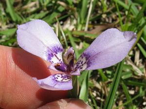 utils/thumbs/Iridaceae/Herbertia_mqPeeZAyMCUHMEzA3MX6J4.jpg