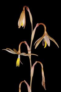 Hesperantha longicollis