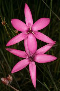 utils/thumbs/Iridaceae/Hesperantha_gsnp4esgTG2RLAqAYWXJko.jpg