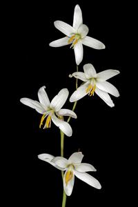 Hesperantha bachmannii