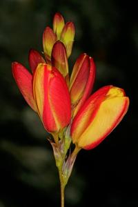 Ixia dubia