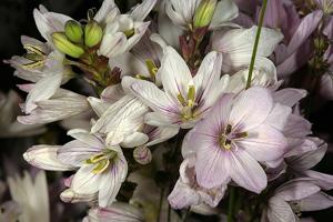 Ixia flexuosa