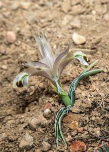 Juno subdecolorata