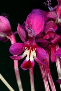 Lapeirousia pyramidalis subsp. regalis