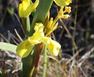 Moraea spathulata