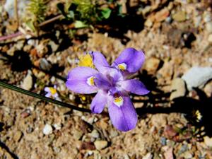 Moraea setifolia