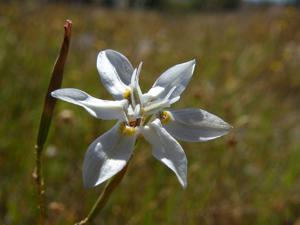 Moraea viscaria