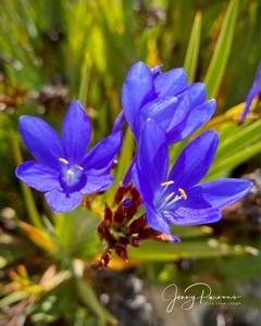 Nivenia stokoei