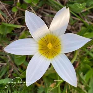 utils/thumbs/Iridaceae/Romulea_4dqNj2nFgyEfCuUUzyNkb2.jpg