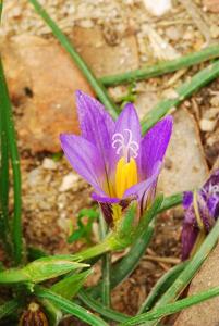 utils/thumbs/Iridaceae/Romulea_6QCsYcvx9TEndngE4XpMiM.jpg