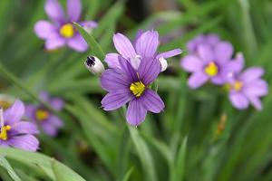 utils/thumbs/Iridaceae/Sisyrinchium_SiFs6n4nEAiY8nE6LHGmnj.jpg