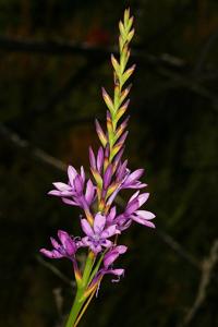 Thereianthus spicatus