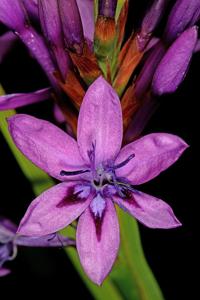 Thereianthus spicatus