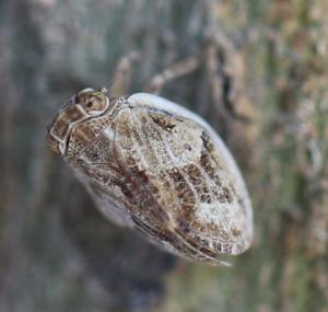 Agalmatium flavescens