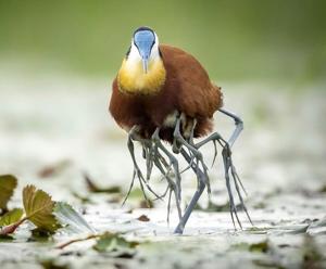Actophilornis africanus