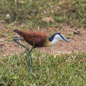 Actophilornis africanus
