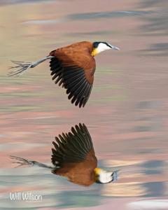 Actophilornis africanus