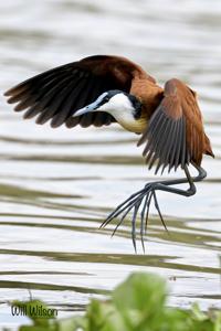 Actophilornis africanus