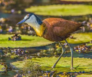Actophilornis africanus