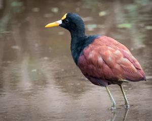 Jacana spinosa