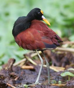 Jacana spinosa