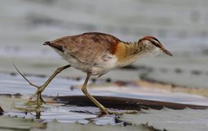 utils/thumbs/Jacanidae/Microparra_ApDrpnAfRSdqV4b2crFMRL.jpg
