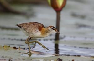 Microparra capensis