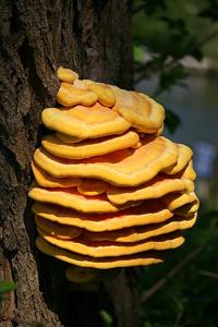 utils/thumbs/Laetiporaceae/Laetiporus_SNXwFW36PLqQiaN5H5YYt7.jpg