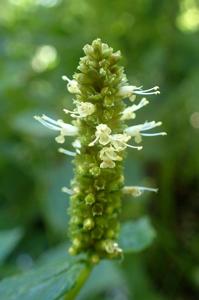 Agastache nepetoides
