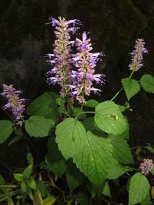 Agastache rugosa