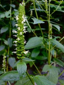 Agastache nepetoides