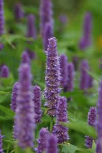 Agastache rugosa