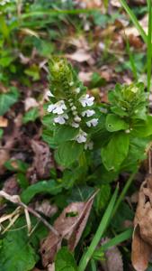 Ajuga reptans
