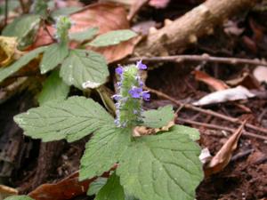 Ajuga macrosperma