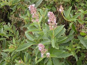 Clerodendrum serratum