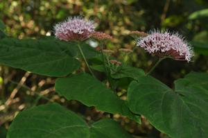 Clerodendrum colebrookeanum