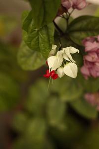 Clerodendrum thomsoniae