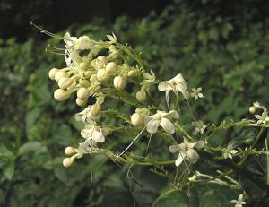 Clerodendrum paniculatum