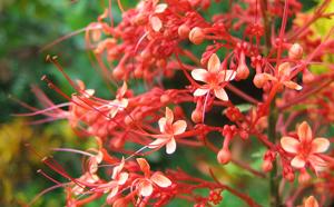 Clerodendrum paniculatum