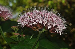 Clerodendrum colebrookeanum
