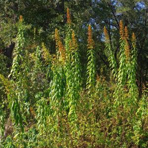 Clerodendrum indicum