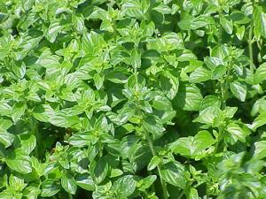 Clinopodium nepeta